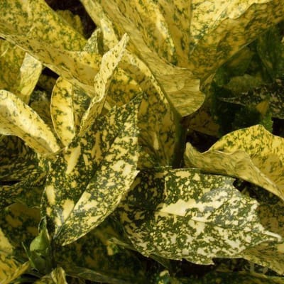 Aucuba Japonica 'Golden King' - Broodboompje 25-30 cm pot