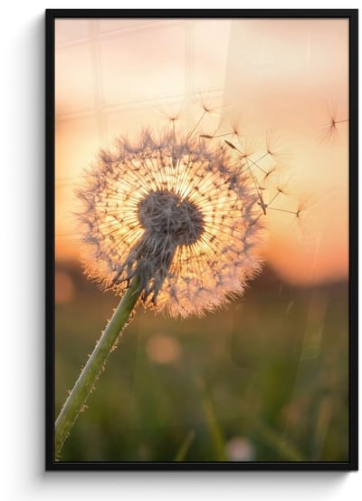 Poster in lijst - Fotolijst 80x120 cm - Posters - Paardenbloem - Zonsondergang - Veld - Posterlijst zwart - Decoratie - Wanddecoratie woonkamer - Muurdecoratie slaapkamer
