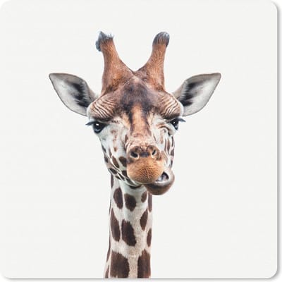 Muismat 20x20 cm - Mousepad Dieren - Portret - Giraf - Muismatten