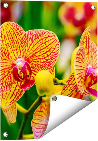 Gards Tuinposter Geel Rode Orchidee Bloemen - 40x50 cm - Tuindoek - Tuindecoratie - Wanddecoratie buiten - Tuinschilderij