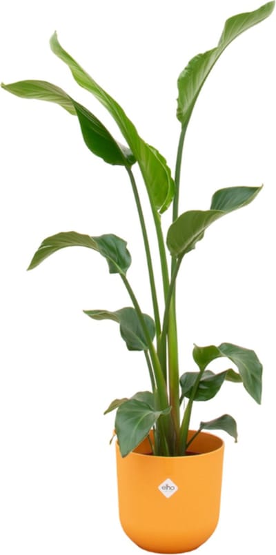 Plantenboetiek.nl | Strelitzia Nicolai inclusief elho Jazz Round geel - Ø23cm - 90-100cm hoog - Kamerplant - Complete set - Plant met pot
