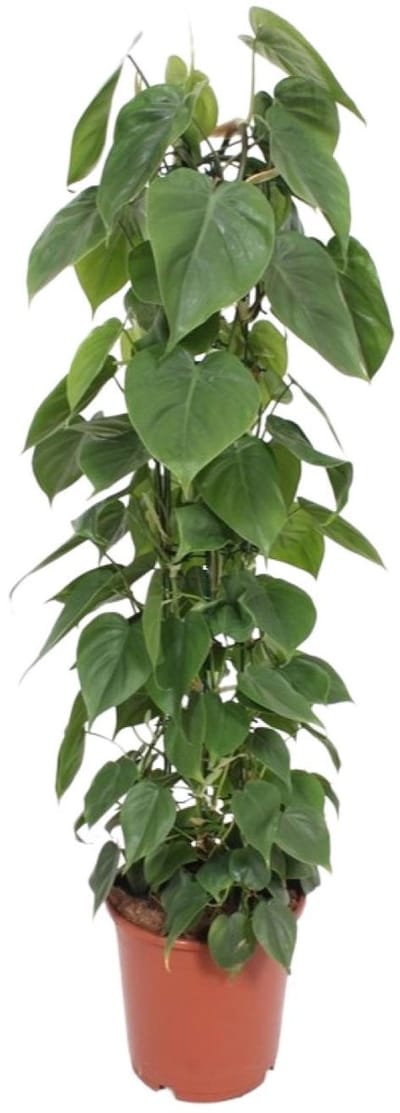 Philodendron Scandens – Prachtige kamer-klimplant (120 cm) voor modern interieur