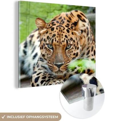 MuchoWow® Glasschilderij 50x50 cm - Schilderij acrylglas - Panter - Jacht - Patronen - Foto op glas - Schilderijen
