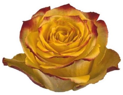 25x Rosa tutti frutti 60cm