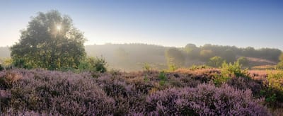 Fotobehang Heide op de Posbank 250 x 260 cm - € 175,--
