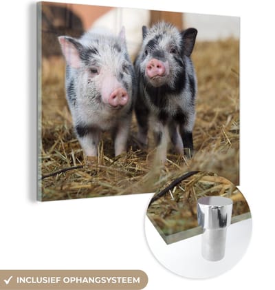 MuchoWow® Glasschilderij 40x30 cm - Schilderij acrylglas - Varken - Dieren - Varkentje - Foto op glas - Schilderijen