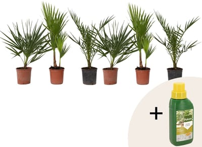 Plant in a box - Phoenix, Chamaerops, Washingtonia - Palmmix van 6 - Pokon - Pot 15 cm - Hoogte 50-70cm