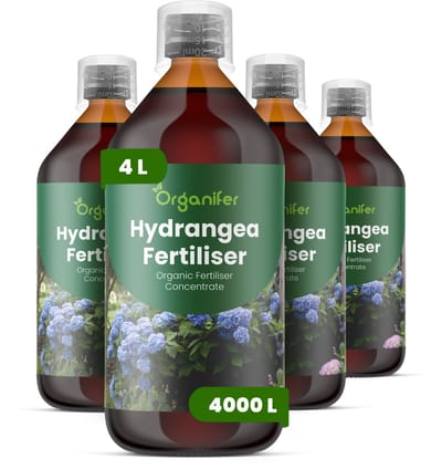 Vloeibare Meststof Voor Hortensia 4X1 L Voor 4000 L - Npk 2-1-8 - Knopvorming - Meer Bloemen - Sterke Bloemstructuur - Langdurige Bloei - Sterk Wortelstelsel - Stressbestendig - Rijke Bladkleur- Seizoensvitaliteit - Evenwichtige Groei - Organifer