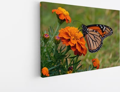 Saammp - Canvas Schilderij - Vlinder - Oranje Bloemen - Dieren - Natuur - 30x20 - Foto op canvas - Wanddecoratie - muurdecoratie Woonkamer - Slaapkamer decoratie - Canvas Print