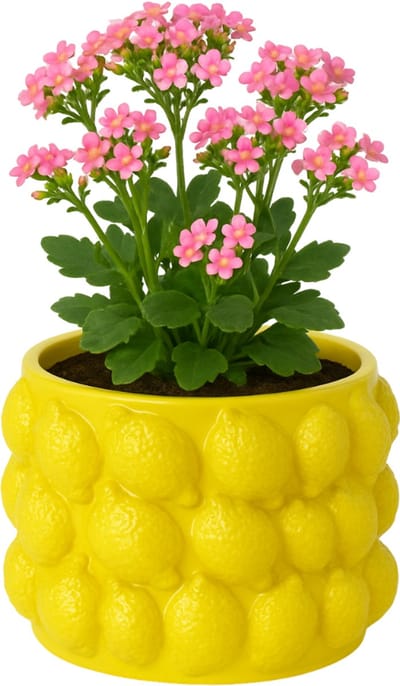 MISOU Citroenvaas - 12x12cm - Bloempot - met Citroenen - Plantenpot - Bloempotten - voor Binnen - en Buiten - Citroen - Vaas - Small - Cement - CITRINE