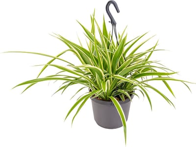 Bloomique - Chlorophytum Variegatum - Graslelie - Hangplanten - Kamerplanten - Luchtzuiverend - Diervriendelijk - Hoogte 30-40 cm - Hangpot 18 cm