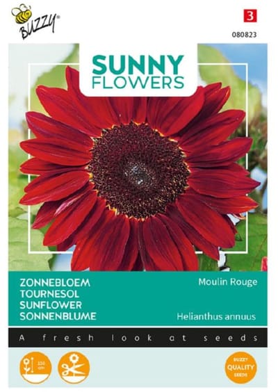 Buzzy® Sunny Flowers, Zonnebloem Moulin Rouge