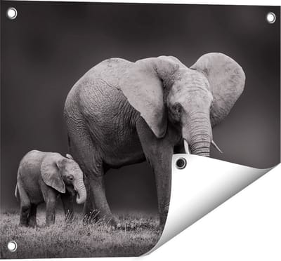 Gards Tuinposter Olifant Moeder en Zoon - Zwart Wit - 50x40 cm - Tuindoek - Tuindecoratie - Wanddecoratie buiten - Tuinschilderij