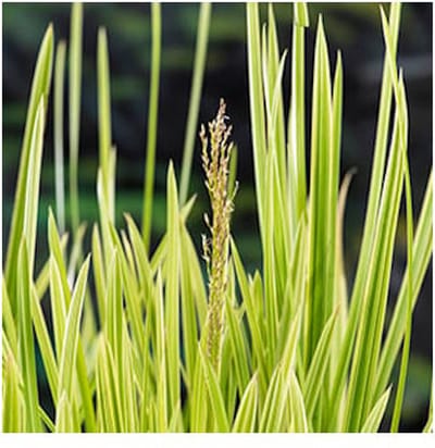 Moerings Glyceria Maxima Variegata | Bont liesgras | In 18CM Mand Kant en Klaar