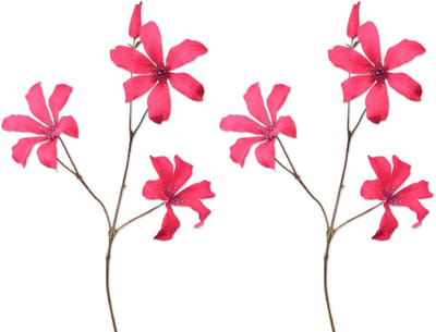 Viv! Home Luxuries Clematis - 2 stuks - kunstbloem - roze - 73cm