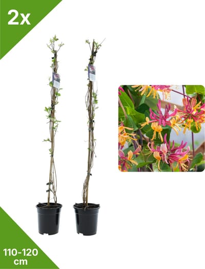 GARDENZO - 2x Rood/Gele Geurende Kamperfoelie Lonicera American Beauty XXL - in 2 ltr pot- 115-120 cm