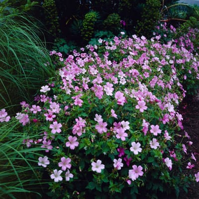 Bergooievaarsbek (Geranium endressii) - - Ooievaarsbek - Vaste planten - Bijen-Vlinders - Snijbloemen - Bodembedekkers - Zomerbollen