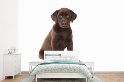 Behang - Fotobehang Chocolade labrador puppy voor witte achtergrond - Breedte 360 cm x hoogte 240 cm
