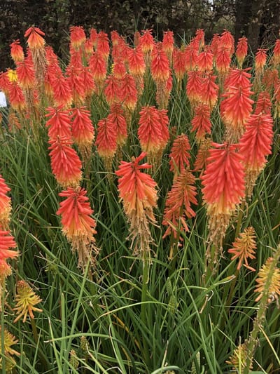 3x Vuurpijl, fakkellelie - Kniphofia hybr. 'Papaya Popsicle'® | 9x9 cm pot