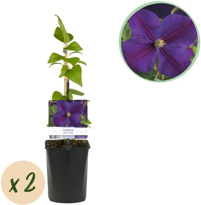 Plantenboetiek.nl | Klimplant - Clematis Star of India - Bloem Roze - Weinig onderhoud -2 planten - Pot 11cmcm - Ø10cm - 30-40cm hoog - Tuinplant