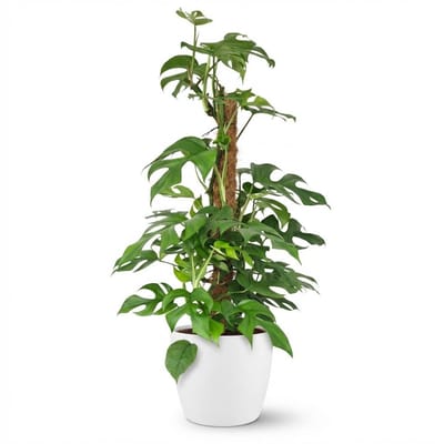 Green boutiQ - Kamerplant - Mini Gatenplant - Monstera Minima Mosstok - Groen - Weinig onderhoud - 1 Plant - met Potter Wit - Pot 19cm - Hoogte 90cm