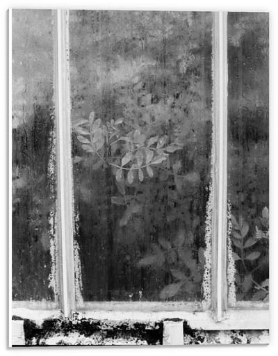 Forex - Raam met Planten erachter in Zwart Wit - 30x40cm Foto op Forex