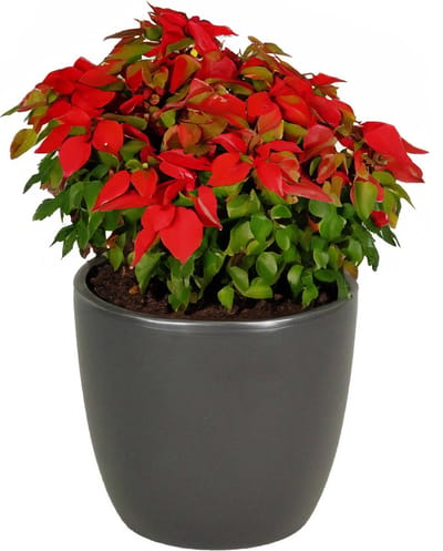 1x bloempot in kleur mat antraciet grijs keramiek voor kamerplant h19 x d22.5 cm- plantenpotten binnen