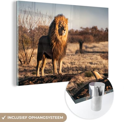 MuchoWow® Glasschilderij 60x40 cm - Schilderij acrylglas - Leeuw - Heuvel - Zon - Foto op glas - Schilderijen