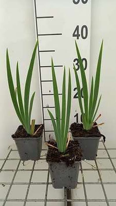 6x Baardiris - Iris (germ.) 'St. Crispin' | 9x9 cm pot