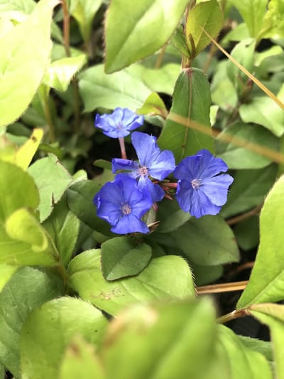 6 x Ceratostigma plumbaginoides - Loodkruid - P9 Pot (9 x 9cm) - Dima Vaste Planten