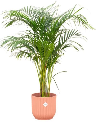 Combi deal - Areca palm inclusief elho Vibes Fold Round roze Ø30 - 140 cm