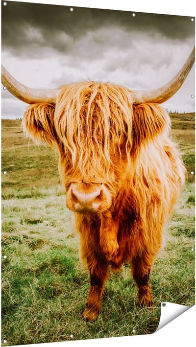 Gards Tuinposter Schotse Hooglanders in de Wei - Kleur - 120x180 cm - Tuindoek - Tuindecoratie - Wanddecoratie buiten - Tuinschilderij