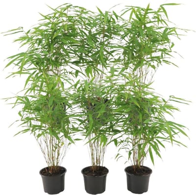 6x niet woekerend en polvormige Bamboe, Kleur groen, Fargesia rufa - ↨25cm - Ø12, niet vermeerderend