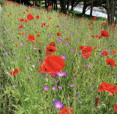 Veldbloemen zaad - Belgische Sofie 25 gram - 12,5 m2 - klaproos - korenbloem - bolderik - margriet - echte kamille - bijen - vlinders - insecten