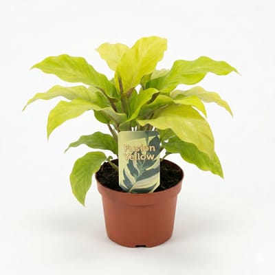 JUNAVERA Calathea Fusion Yellow (Goeppertia lietzei) | 7 cm pot | 15 cm hoog | bont blad voor terrarium en woonkamer