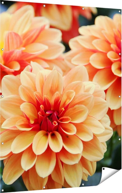 Gards Tuinposter Oranje Dahlia Bloemen - 120x160 cm - Tuindoek - Tuindecoratie - Wanddecoratie buiten - Tuinschilderij