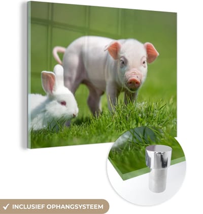 MuchoWow® Glasschilderij 40x30 cm - Schilderij acrylglas - Biggetje - Konijn - Dieren - Foto op glas - Schilderijen