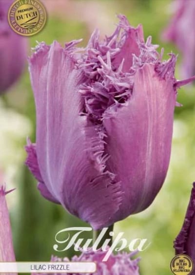 Dutch Finest Quality bloembollen Tulpen Tulp Fringed Lilac Frizzle x7 12/+s