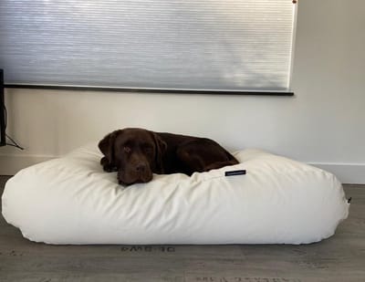 Dog's Companion Hondenkussen / Hondenbed - XS - 55 x 45 cm - Kunstleer - Ivory Leather Look