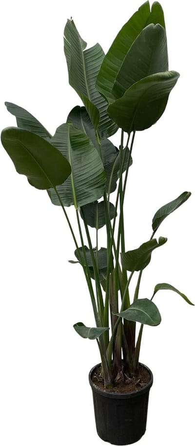 Strelitzia Nicolai XXL | 250 cm - ø34 | Imposante kamerplant voor indirect licht