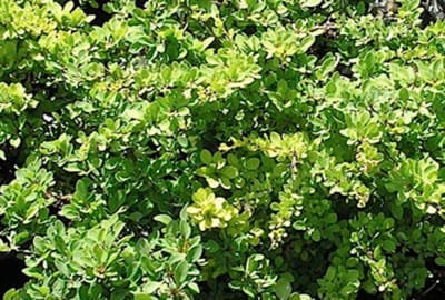 Berberis thunbergii 'Green Carpet' - Japanse Zuurbes, Japanse Berberis