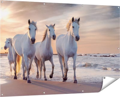 Gards Tuinposter Witte Paarden op het Strand bij Water - 150x100 cm - Tuindoek - Tuindecoratie - Wanddecoratie buiten - Tuinschilderij