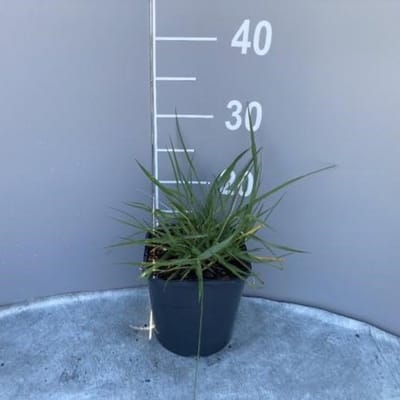 Plants Online BV - Planten - Tuinplanten - Siergrassen - Set van 1 - Pennisetum macrourum