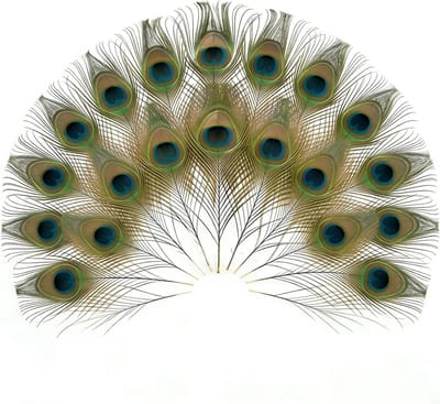 Kleurige pauwenveren voor decoratie, ambachtelijke projecten en feestversiering - 30 x 13 cm