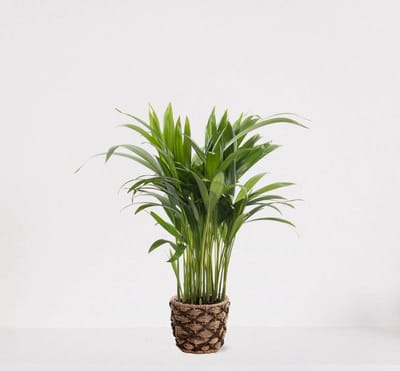 Areca in siermand Mandy Naturel – luchtzuiverende kamerplant – eenvoudig te onderhouden Goudpalm - 35-50cm - Ø13 – geleverd met plantenpot – vers uit de kwekerij
