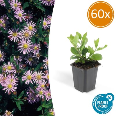 Tuinplantenshop.com | Aster ageratoides 'Asran' | 60 stuks - Ø9cm - 10-25cm hoog - Tuinplant