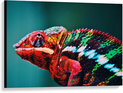 Canvas  - Roodkleurige Kameleon  - 100x75cm Foto op Canvas Schilderij (Wanddecoratie op Canvas)