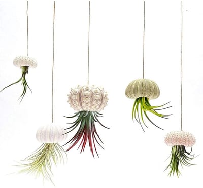 Dailygoods- Pot 5-delige set - Mini Hangpot - Decoratieve Plantenhouder - Luchtplant Houder - Zee-egelschelp - Verschillende maten en kleuren - Plantenhanger