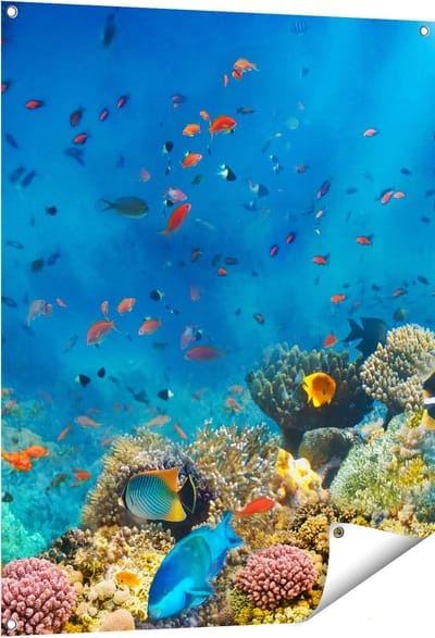 Gards Tuinposter Onderwater Vissen met Koraal in de Zee - 80x100 cm - Tuindoek - Tuindecoratie - Wanddecoratie buiten - Tuinschilderij