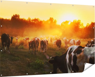 Gards Tuinposter Kudde Koeien in Weiland bij Zonsondergang - 180x120 cm - Tuindoek - Tuindecoratie - Wanddecoratie buiten - Tuinschilderij